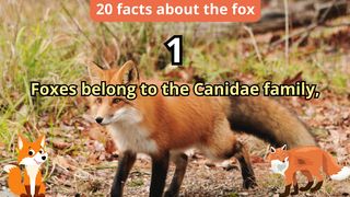 20 Facts about fox