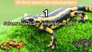 20 Facts about salamander