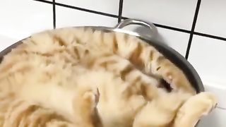 Funny Cat Viral Video 88
