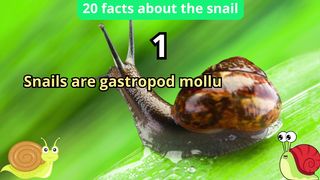 20 Facts about snail