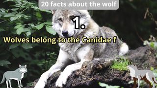 20 Facts about wolf