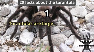 20 Facts about tarantula