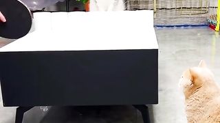 Funny Cats Viral Video 6