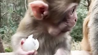 Cute baby monkey 2