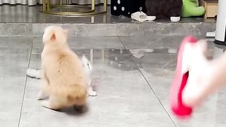 Funny Cats Viral Video 7