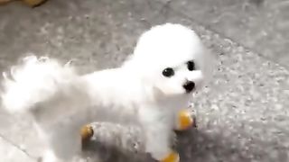 Dog fun ????????????funny dog ????