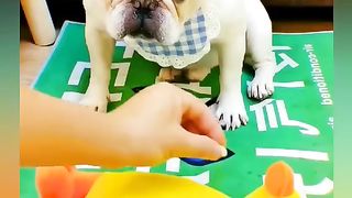 Funny Dog Viral Video 72