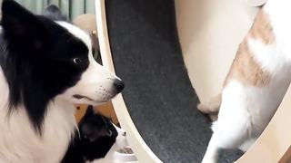 Funny Cat Viral Video 89