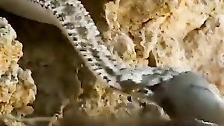 Terrible Nature