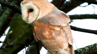 Barn Owl: Masters of the sky #BarnOwl#NightSkyMasters