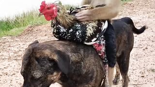 Funny Monkey and Cock Sitting on Dog