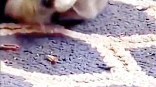 Prat2's collection of funny kitten videos#fyp