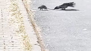 Funny crow ????‍⬛ bite the tail of ???? rat.  ????????????