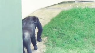 Funny Monkey Viral Video 90