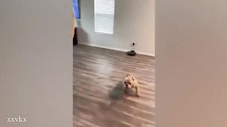 Top LOL moments and incidents with Funniest Dog! ????
