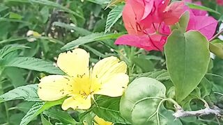 Flower Best