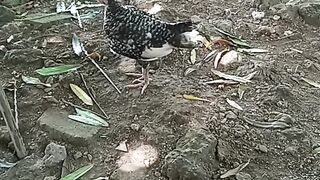 Chicken