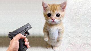 Funny Cats and Dogs | Funny Animal Videos