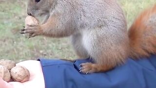 Bad nut