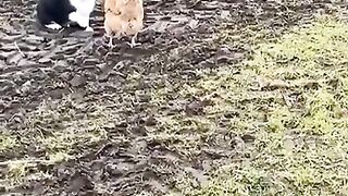 Chickens Team up to stop cat