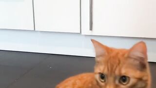 A cat eats bird