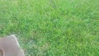 Kitten gets eaten by raccoon