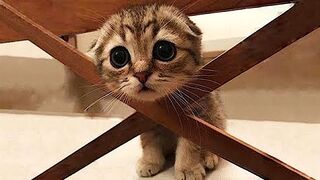 The funniest animals / Fun with cats and dogs 2022 /
