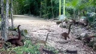 Dinos roaming in Mexico #Shorts