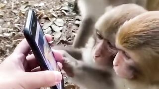 Most Advanced Monkey Ever Seen
