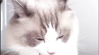 The cat mukbang