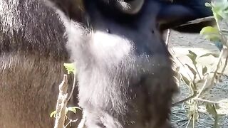 Monkey hygiene