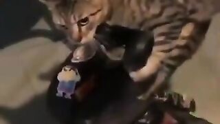 cute cats/funny video