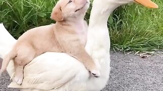 friendship meaning