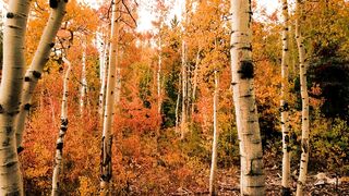 the natural charm of the red tree