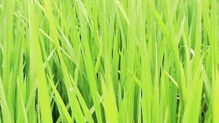 the natural charm of the rice fields