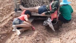 Menanam singkong sambil rebahan