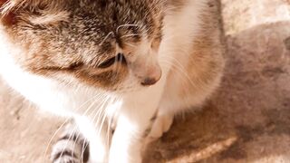 my cute country cat