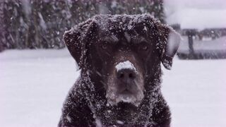 sinematik handsome dog
