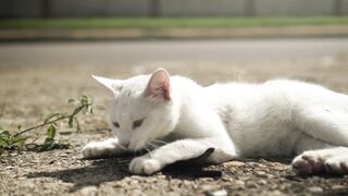 adorable cute cat