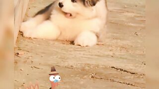 cute animal behavior