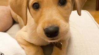 Cute Dog