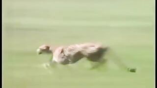 cheetah Running