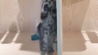 Cats funny vedios
