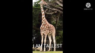 King Of Forest