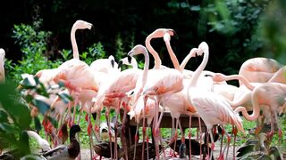 Flamingo Birds Pink Feeding Rush Water Pond