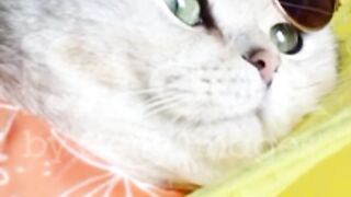 Cat cute