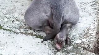Animais de etimaçao