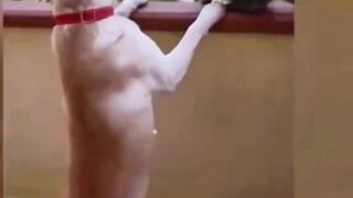 ????????Morrer de Rir ???????? Animais engraçados