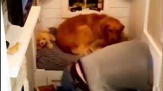 Tell Horror Stories To Dog.