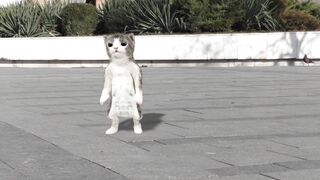 Dancing cat